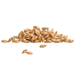 Barley