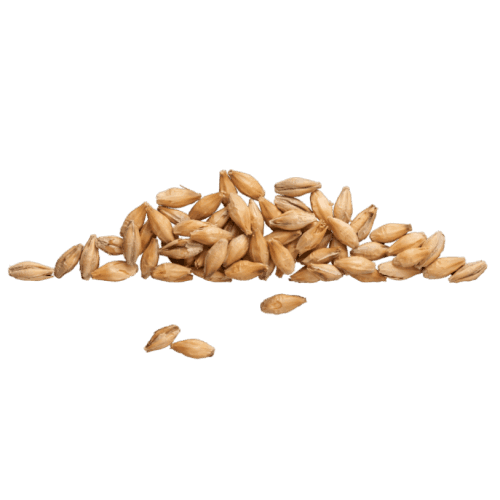 Barley