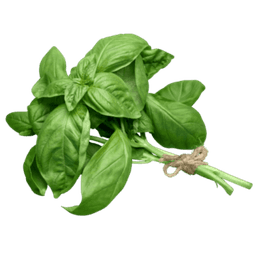 Basil