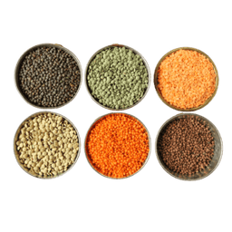 Lentil
