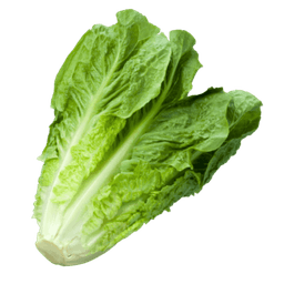 Lettuce