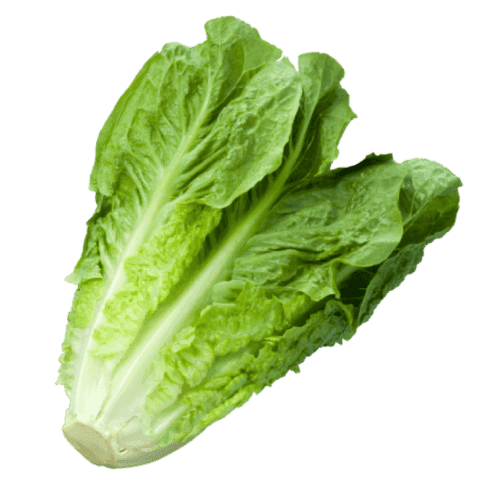Lettuce