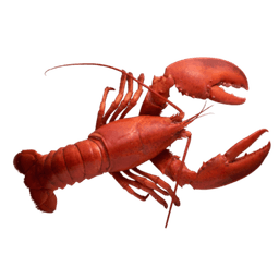 Lobster