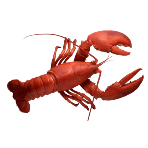 Lobster