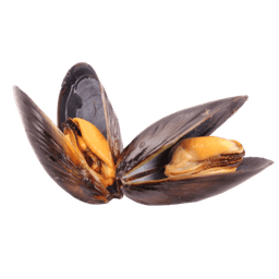 Mussel
