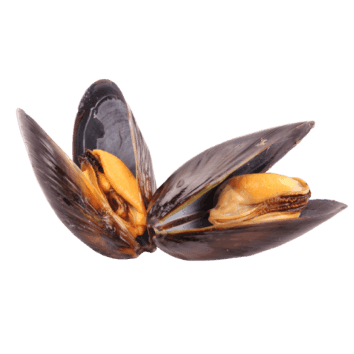 Mussel