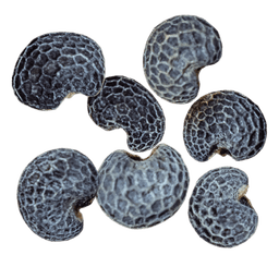 Poppy Seed