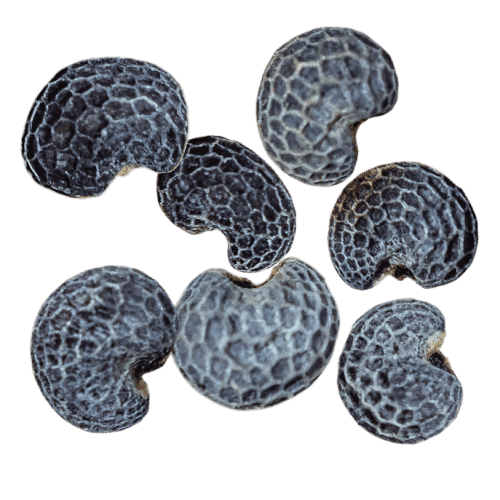 Poppy Seed