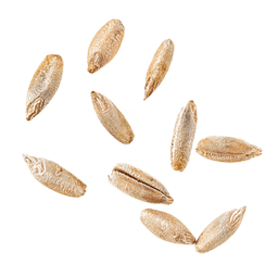 Rye
