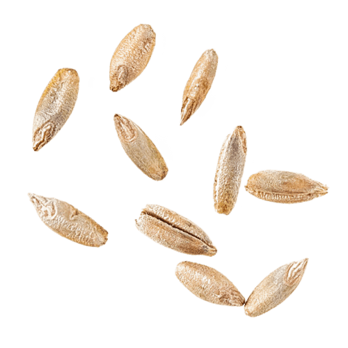 Rye