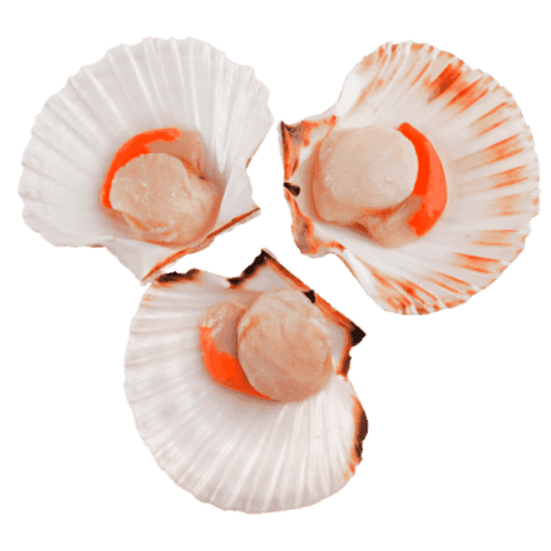 Scallop
