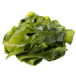 Seaweed