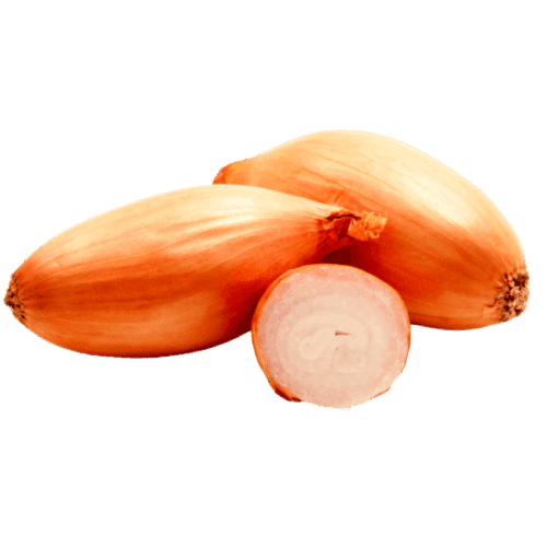 Shallot