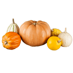 Squash