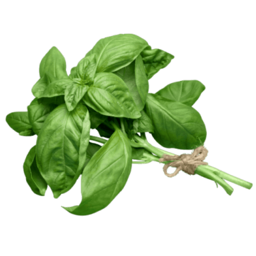 Basil