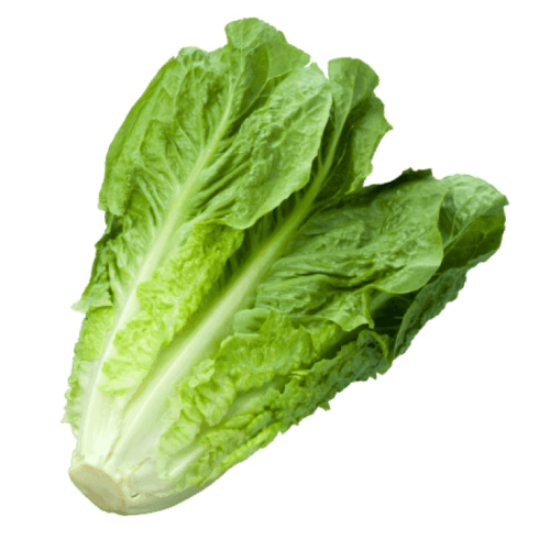 Lettuce