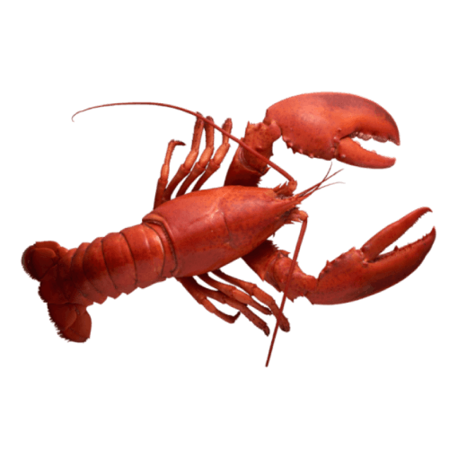Lobster