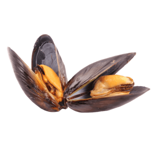 Mussel