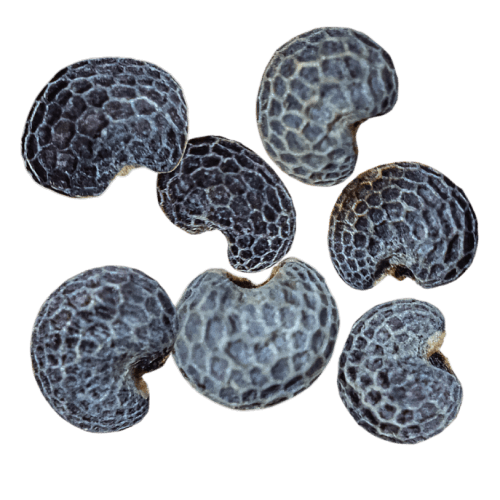 Poppy Seed