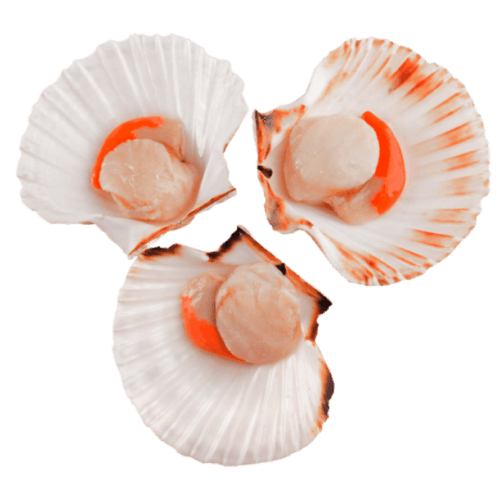 Scallop